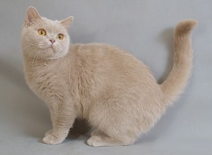 Окрас фавн британских кошек: британская кошка фавн: британская кошка фавн, британский кот фавн, британцы фавн    